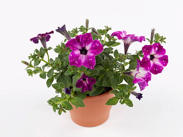 Petunia ‘Circus Sky’