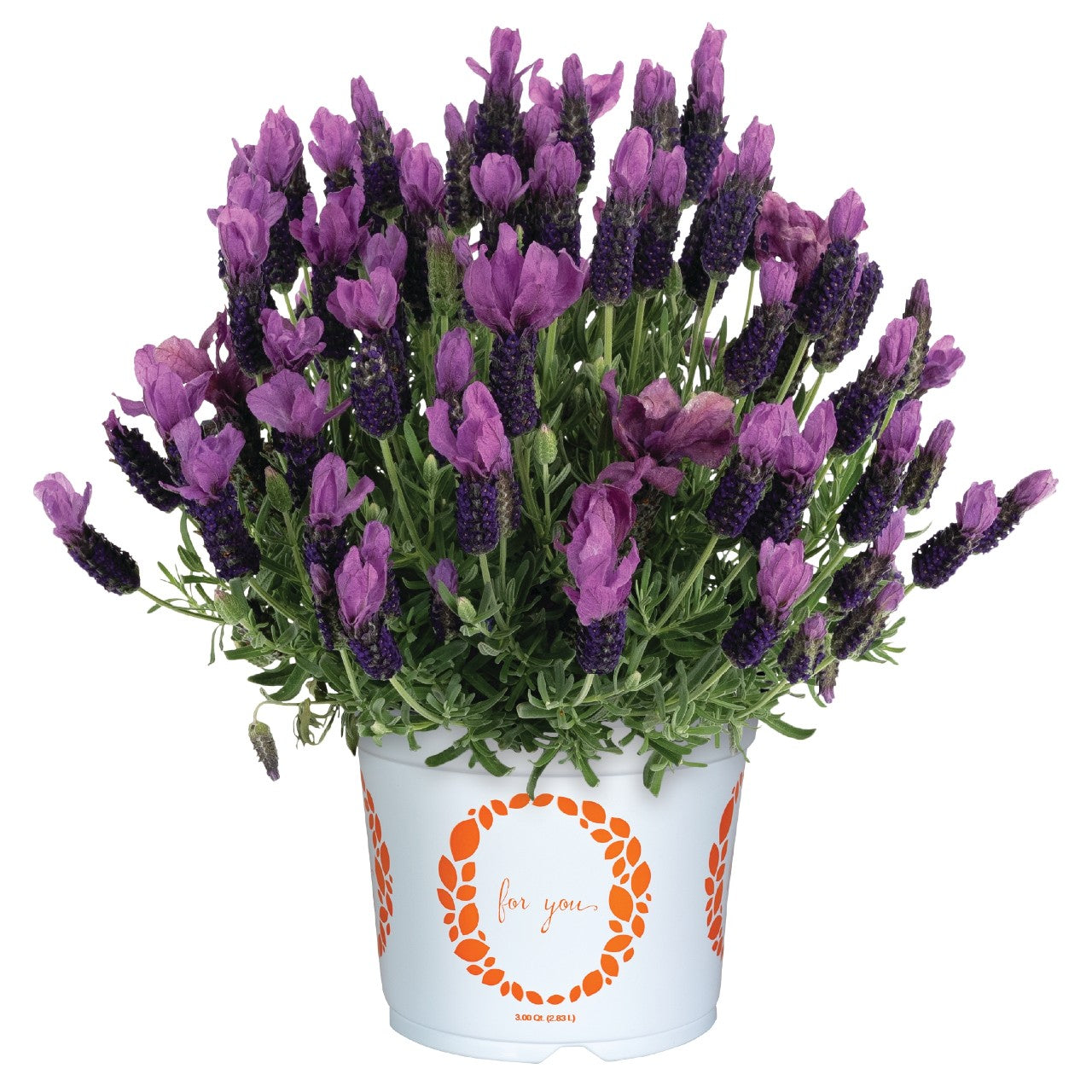 Lavandula ‘LaDiva Papillon Big Night’ (Lavender - LaDiva Papillon Big Night)