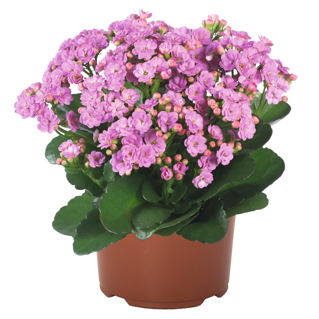 Kalanchoe ‘Calandiva Zeta’