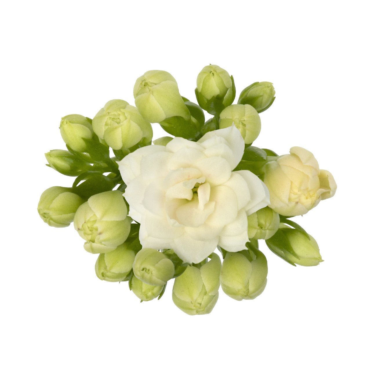 Kalanchoe ‘Calandiva Menzel White’