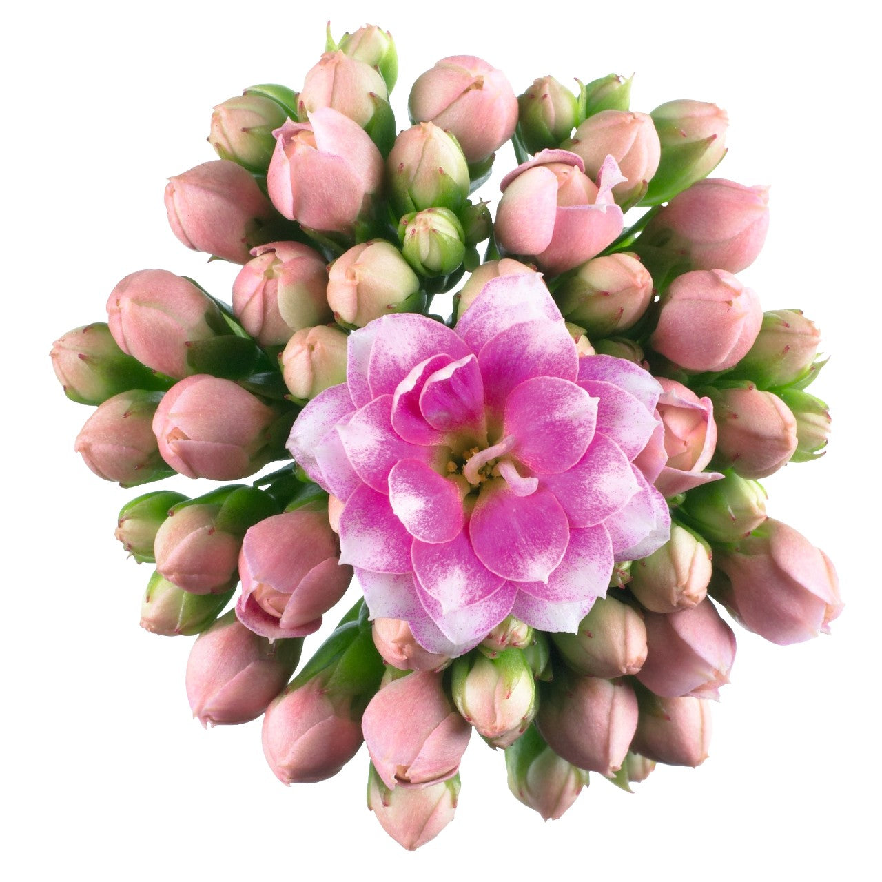 Kalanchoe ‘Calandiva Weaver’ (Decorative Kalanchoe)