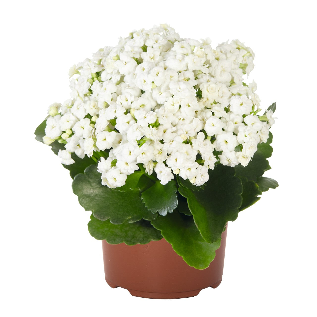 Kalanchoe ‘Calandiva Menzel White’