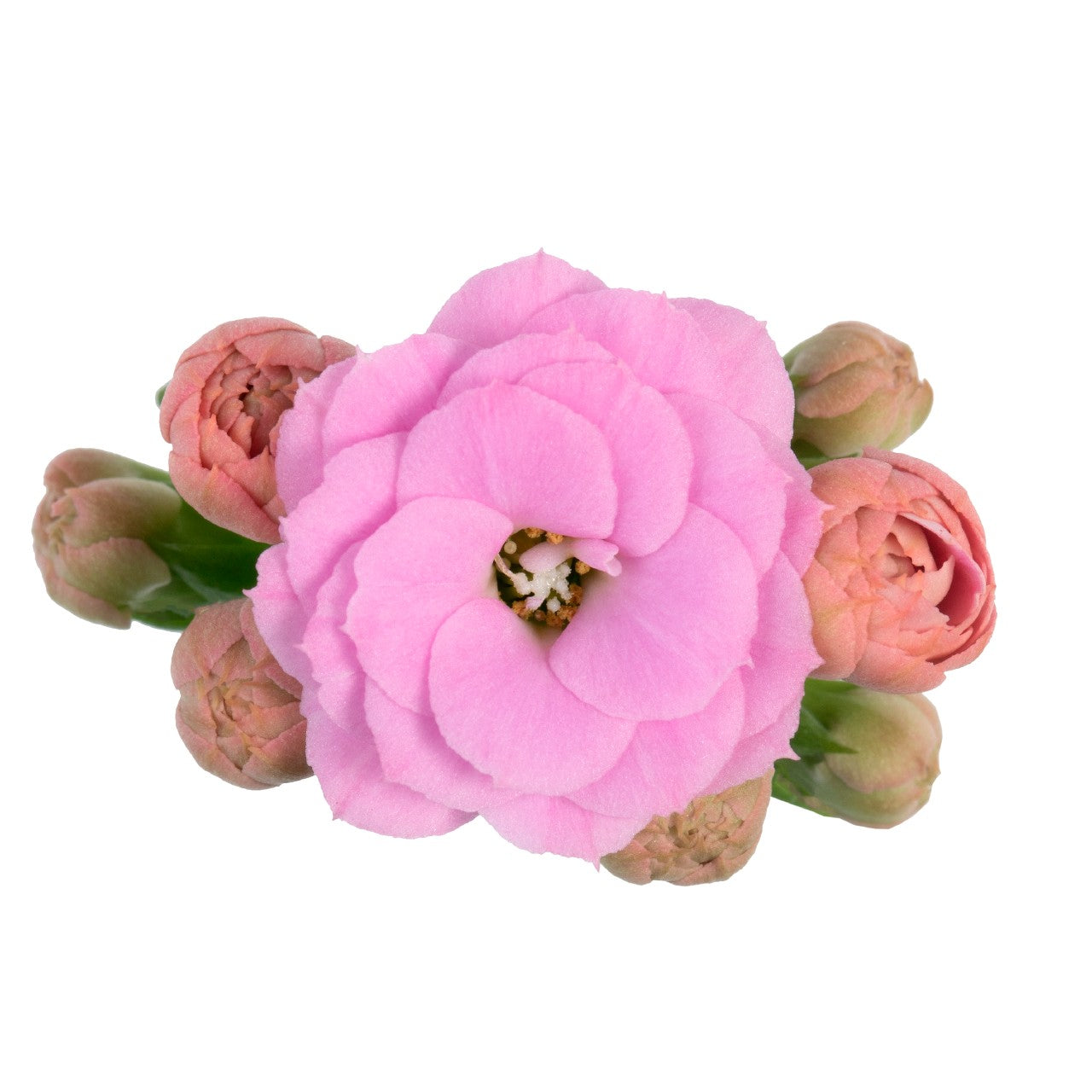 Kalanchoe ‘Calandiva Zeta’