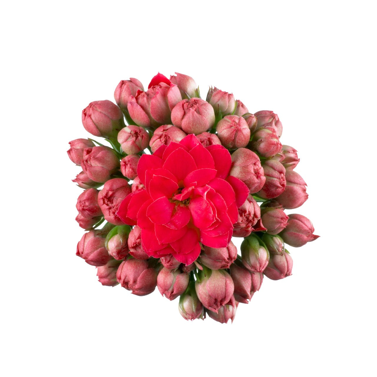 Kalanchoe ‘Calandiva Cher’ (Calandiva® Deco Kalanchoe)