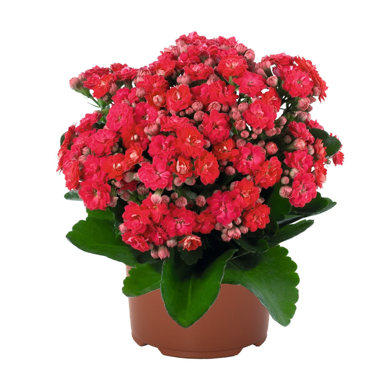 Kalanchoe ‘Calandiva Cher’ (Calandiva® Deco Kalanchoe)