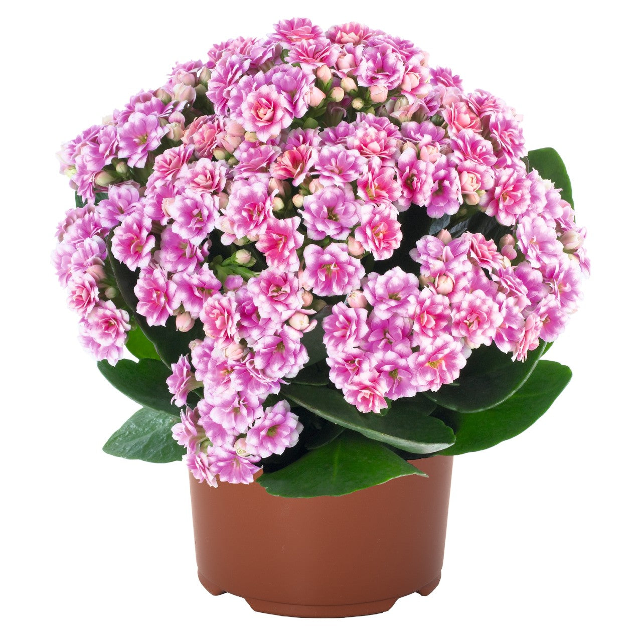 Kalanchoe ‘Calandiva Weaver’ (Decorative Kalanchoe)