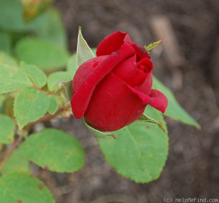 Rosa ‘Avon’ (Hybrid Tea Rose)