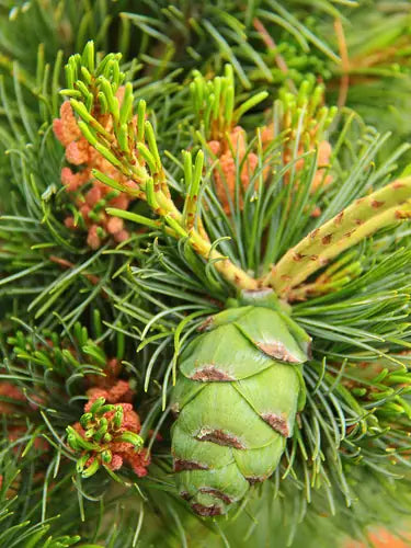 Pinus parviflora ‘Fukuzumi’ (Japanese White Pine)