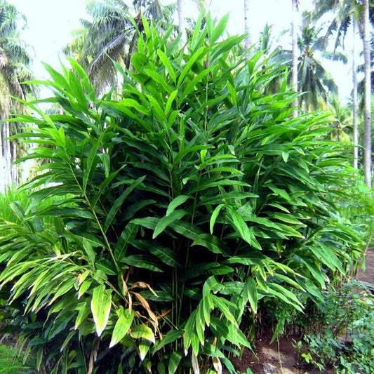 Alpinia galanga (Galangal / Thai Ginger)