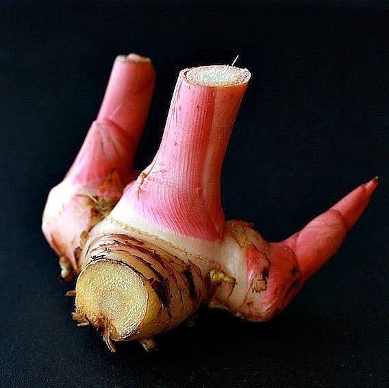 Alpinia galanga (Galangal / Thai Ginger)
