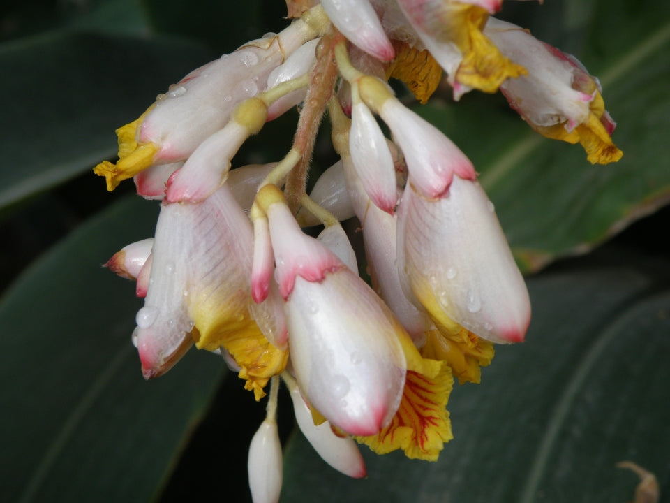 Elettaria cardamomum (Cardamom Leaf)