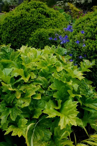 Acanthus mollis ‘Hollard’s Gold’ (Golden Bear’s Breeches)