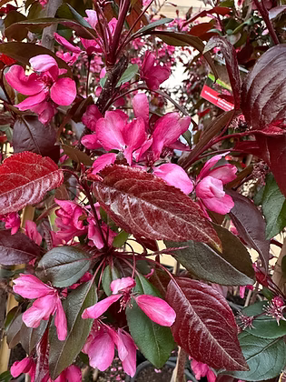 Malus ‘Criknzam’ Crimson Knight™ (Crab Apple)