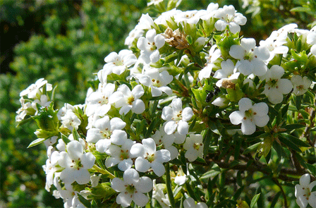 Coleonema album (White Confetti Bush)