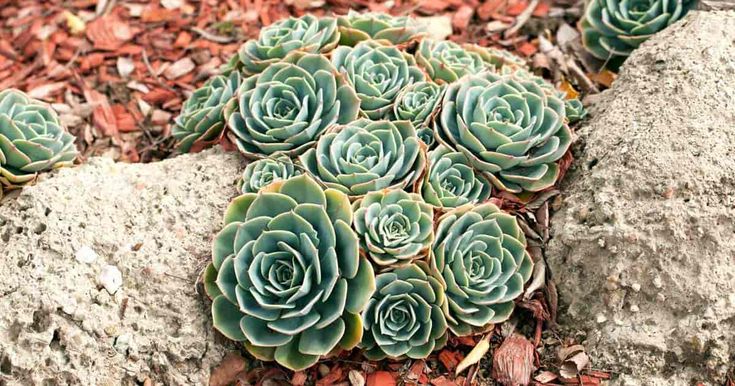 frosty blue succulent flower Echeveria Glauca – Frosty Blue Succulent with Orange Flowers