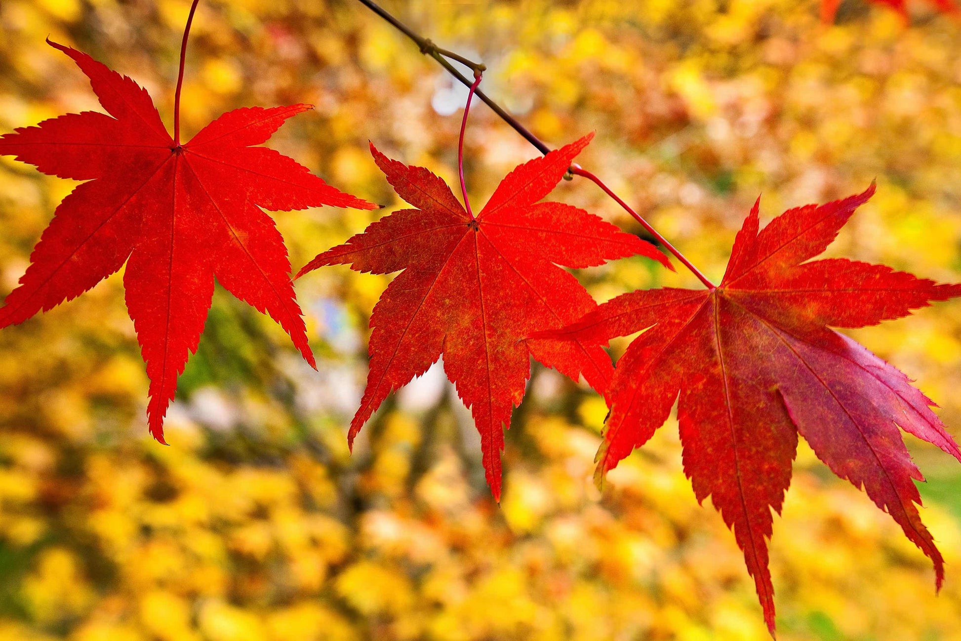 Close-up capturing the intense red tones of Acer Palmatum 'Atropurpureum' foliage, highlighting its dramatic autumn display.