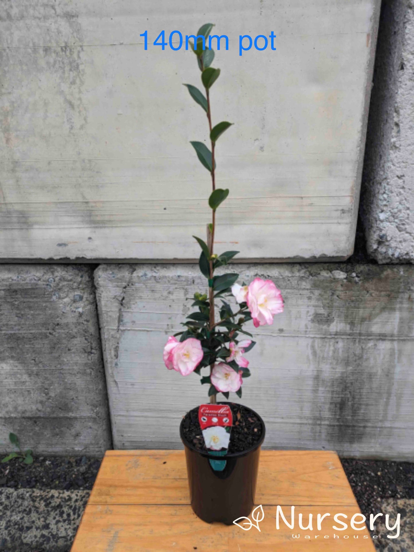 Camellia Sasanqua 'Paradise Blush'