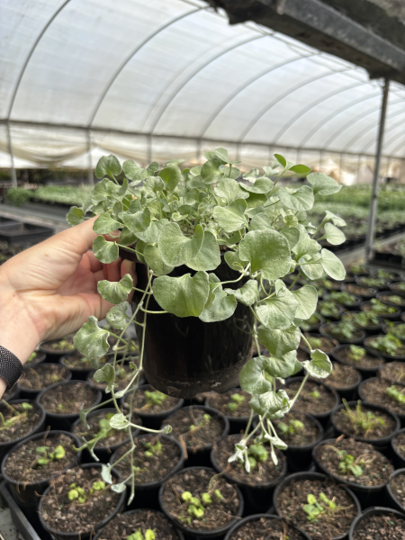 Dichondra Argentea (Silver Falls)