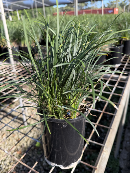 Ophiopogon Japonicus (Mondo Grass)