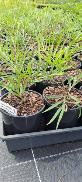 Grevillea 'Honey Gem'