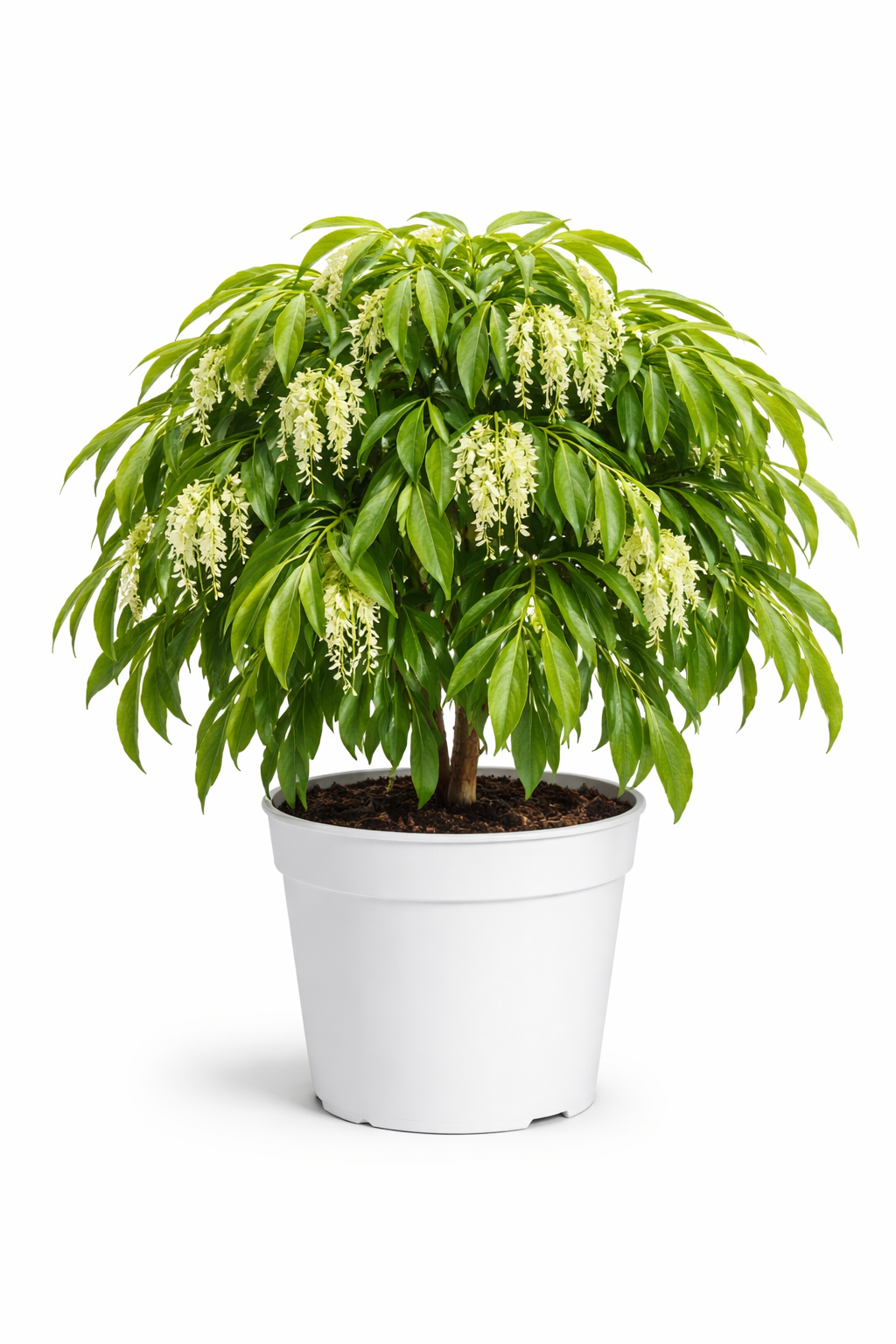 Syzygium Floribunda (Syn. Waterhousea Floribunda) (Weeping Lilly Pilly)
