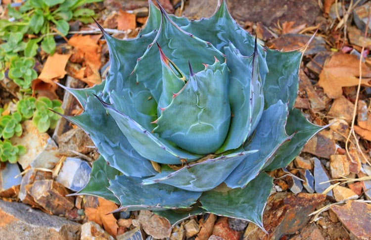 Agave parrasana – Compact Century Plant