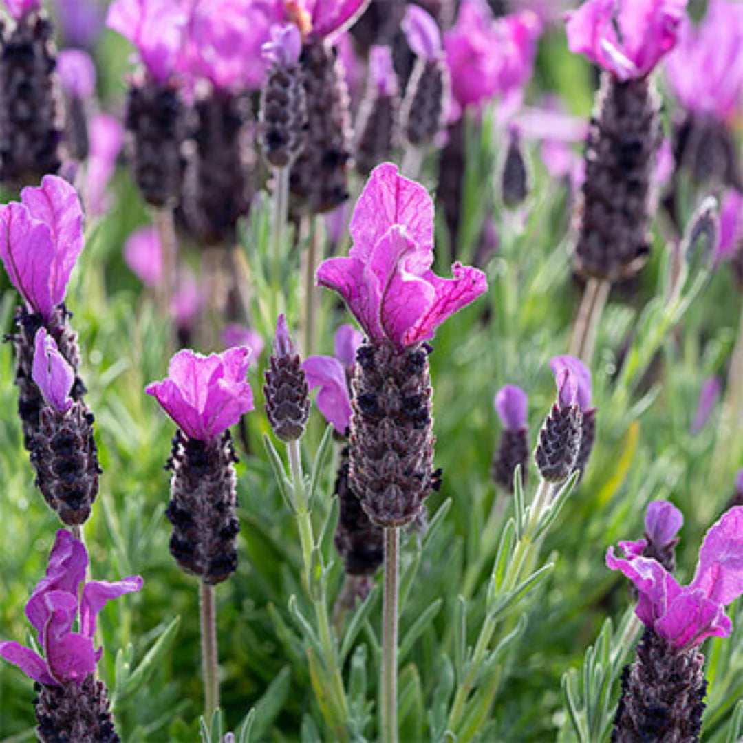 Lavandula ‘LaDiva Papillon Big Night’ (Lavender)