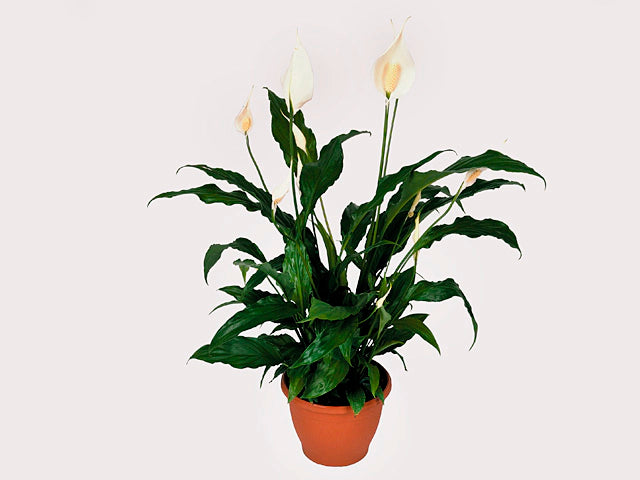 Spathiphyllum ‘Sweet Chico’ (Sweet-Scented Peace Lily)