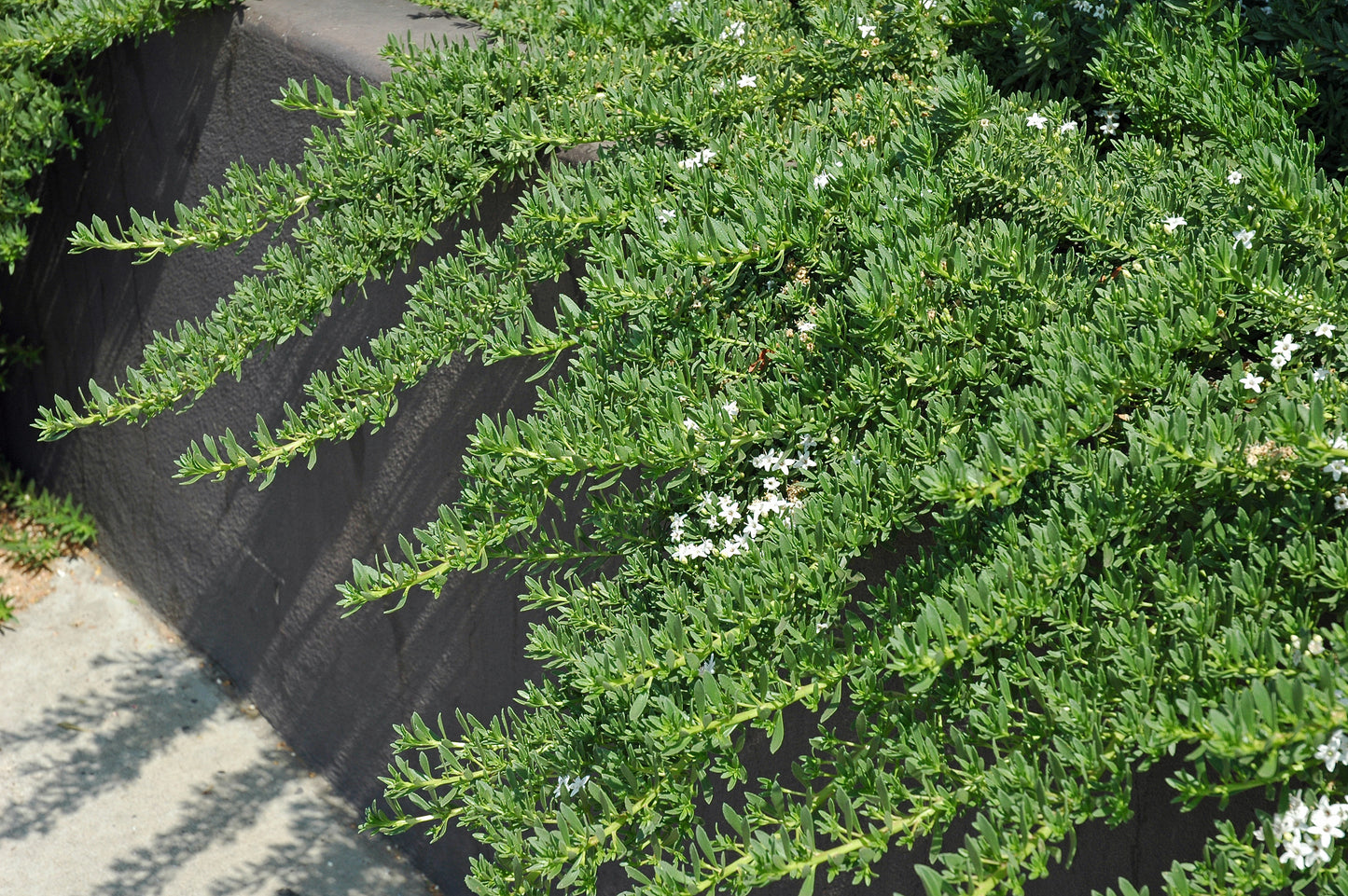 Myoporum Parvifolium 'White'