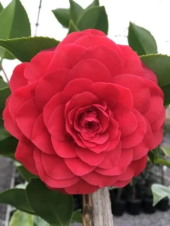 Camellia japonica ‘Roger Hall’