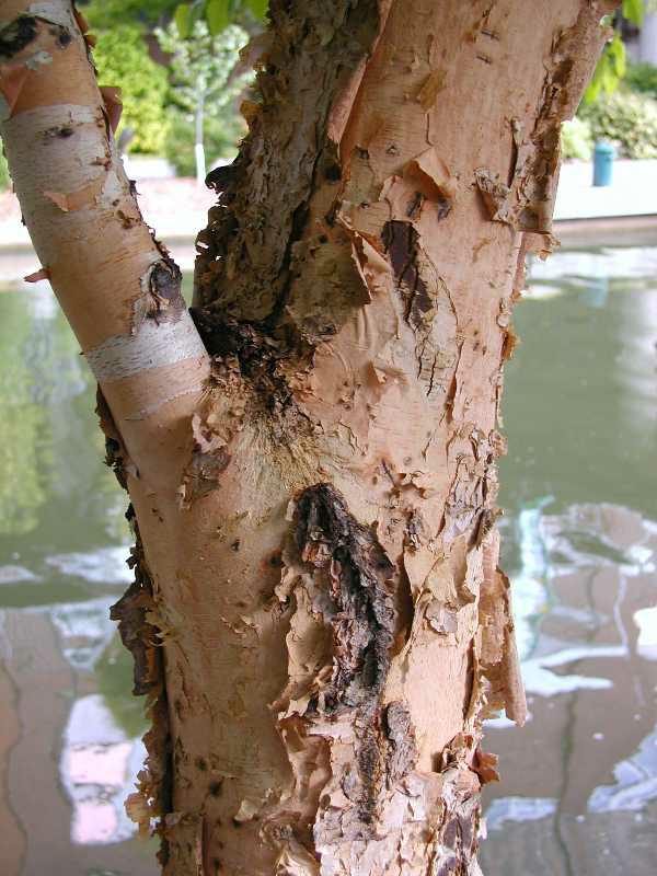 Betula nigra ‘Dura Heat’