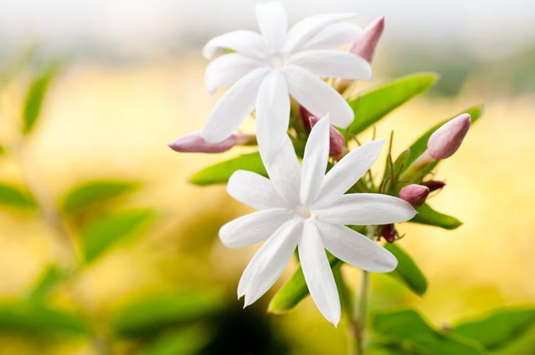Jasminum Polyanthum (Common Jasmine or Winter Jasmine)