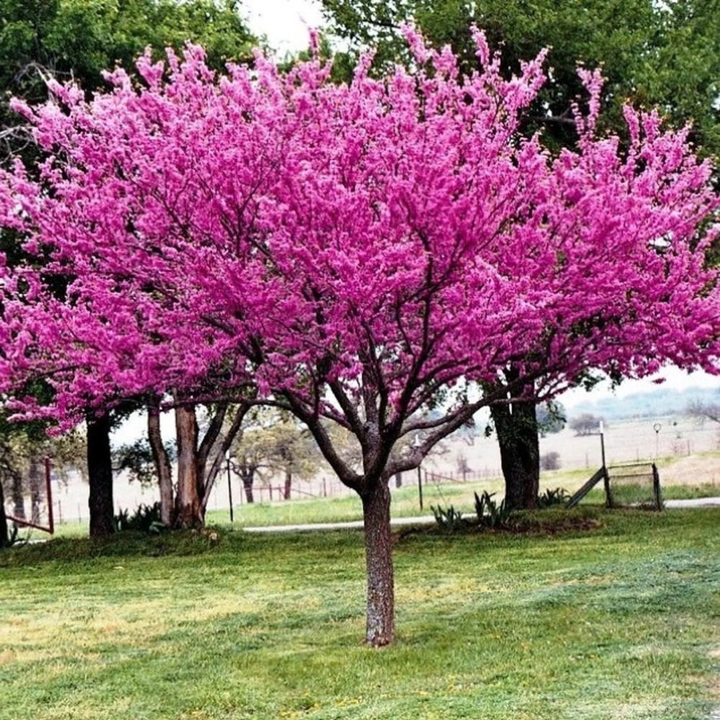 Cercis canadensis (Eastern Redbud)