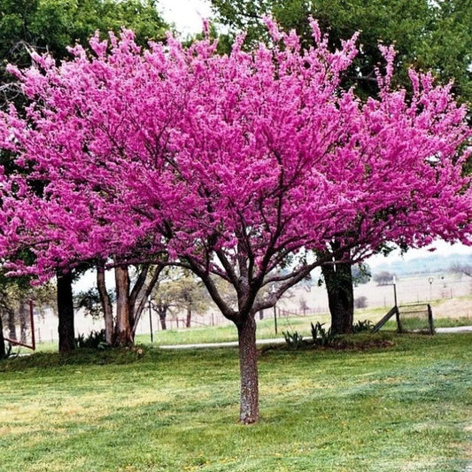 Cercis canadensis (Eastern Redbud)