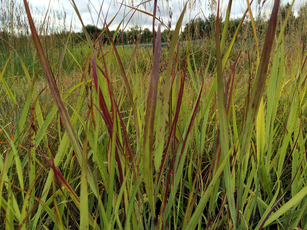 Panicum Rotstrahlbusch (Rotstrahlbusch Panic Grass)