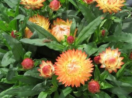 Bracteantha bracteata ‘Granvia Peachy Keen’ (Granvia Peachy Keen Strawflower)