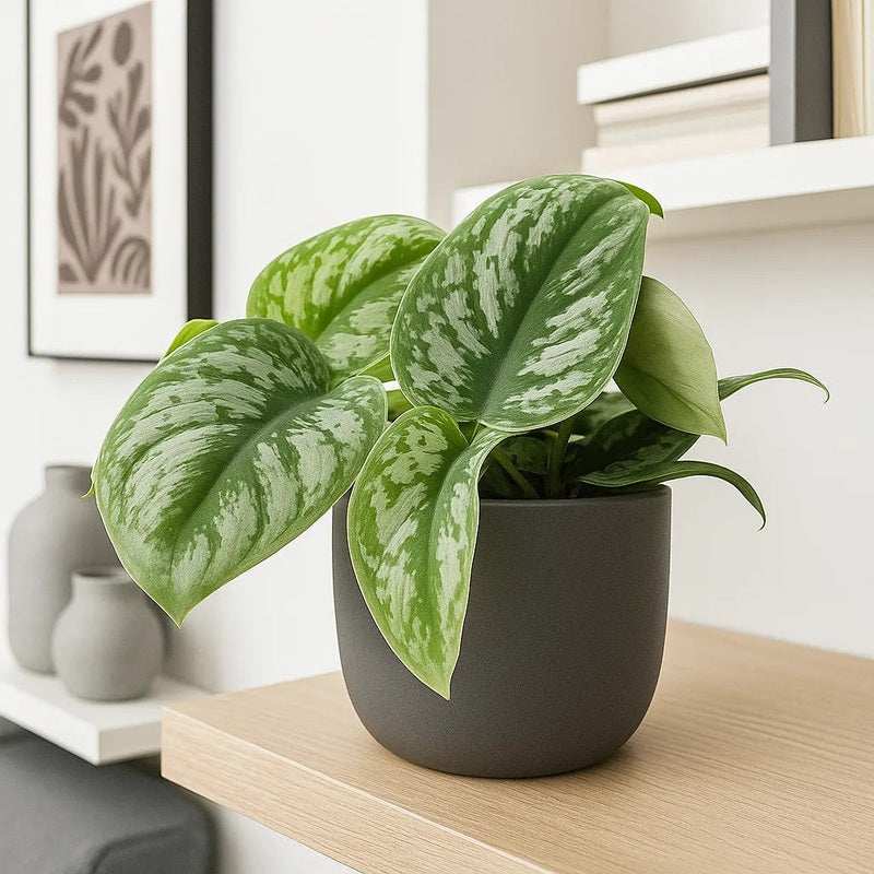 Epipremnum ‘Exotica’ (Satin Pothos)