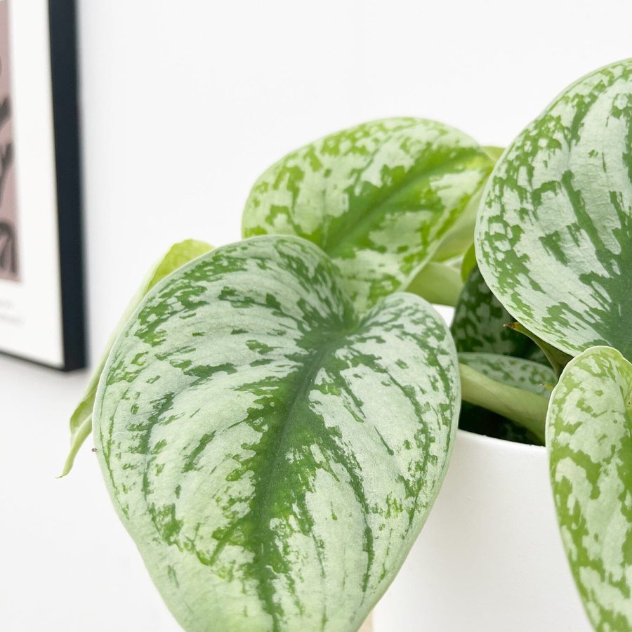 Epipremnum ‘Exotica’ (Satin Pothos)