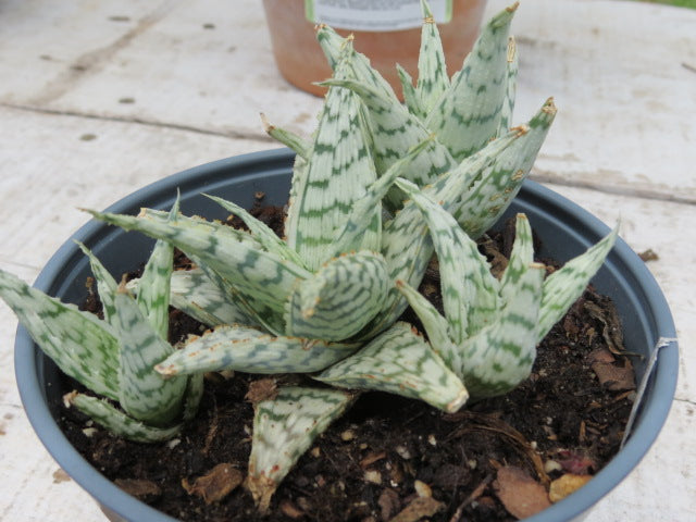 Aloe ‘Wunderkind’ (Aloe)