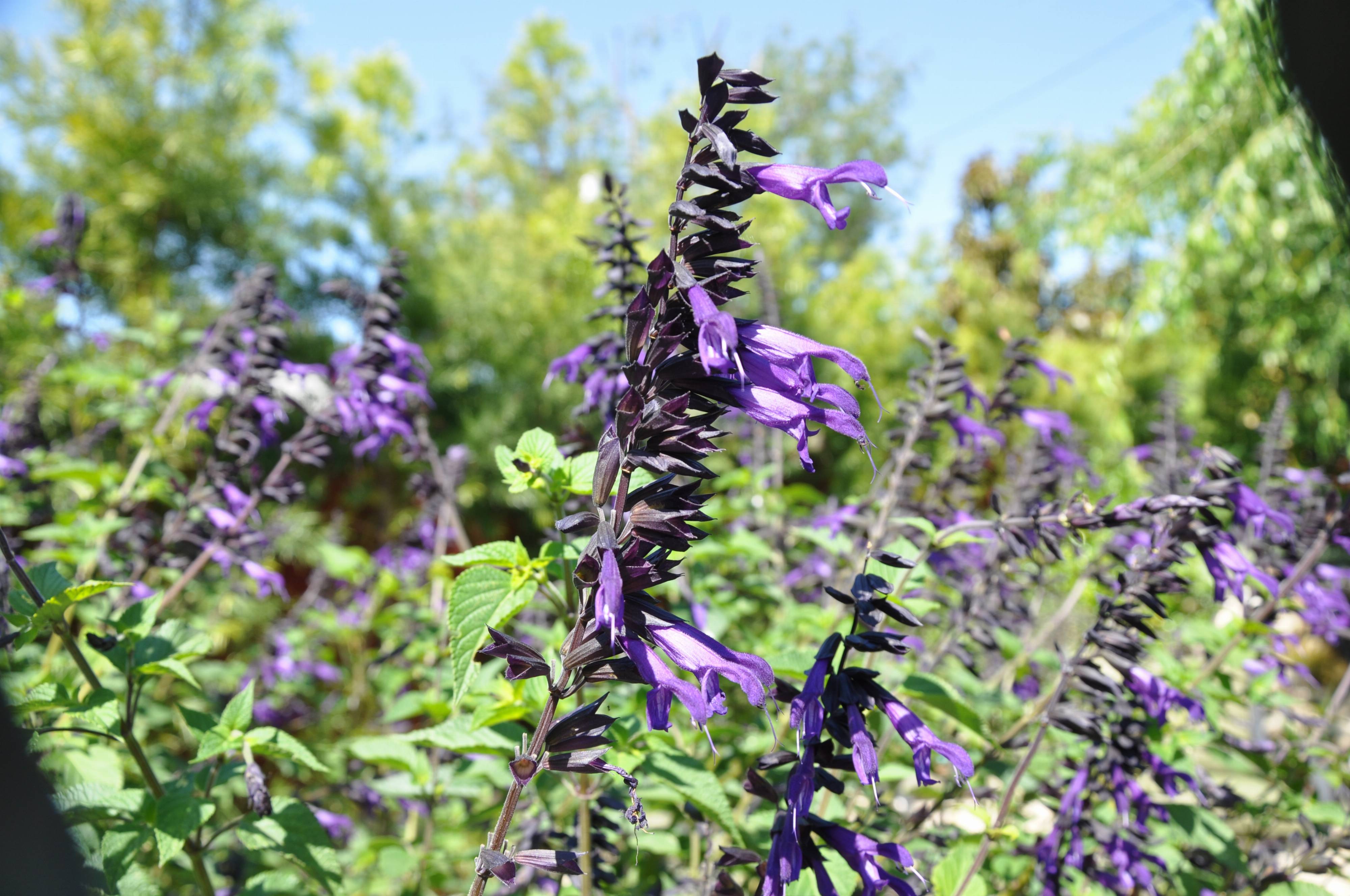 Salvia ‘Anthony Parker’ (Anthony Parker Sage)
