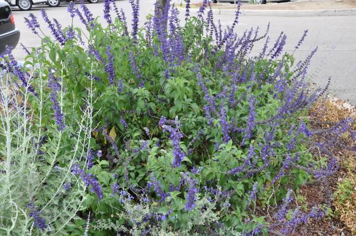 Salvia ‘Anthony Parker’ (Anthony Parker Sage)