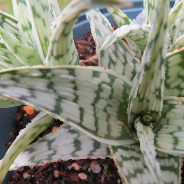 Aloe ‘Wunderkind’ (Aloe)