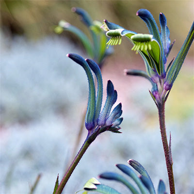 Anigozanthos ‘Celebrations Masquerade’ (Masquerade Kangaroo Paw)