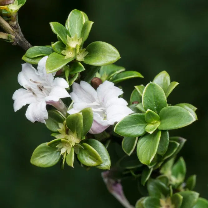 Serissa 'Snow Leaves'