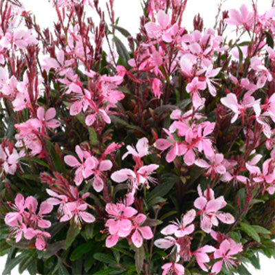 Gaura lindheimeri ‘Steffi™ Blush Pink’ (Butterfly Gaura)