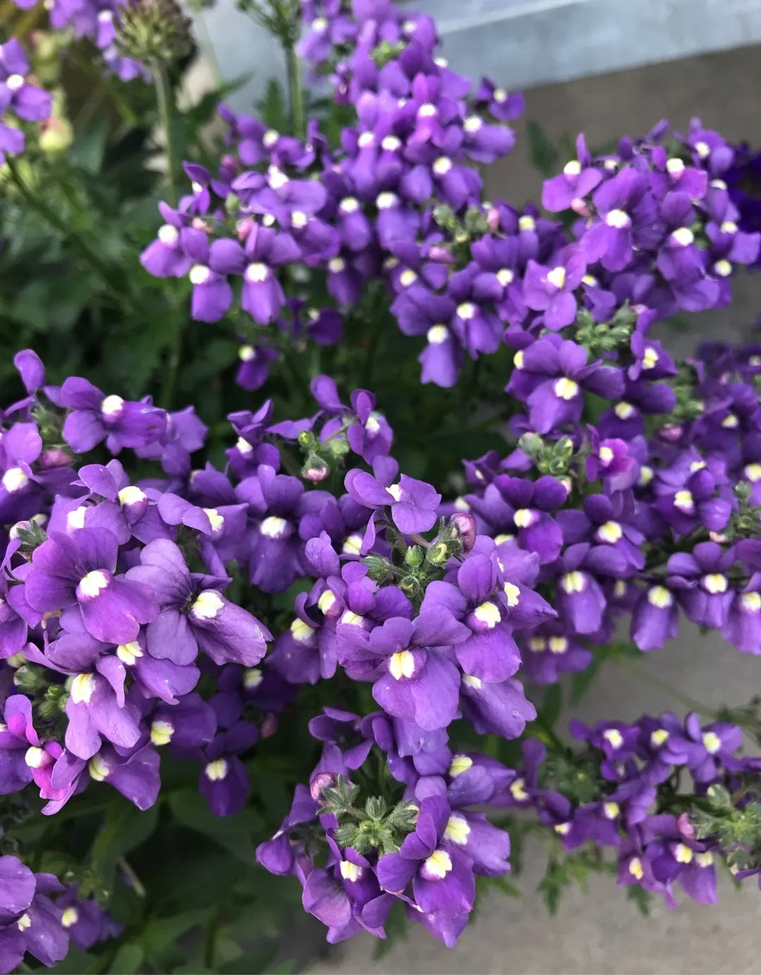 Nemesia Spp. (Purple Nemesia)