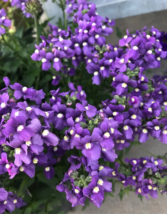 Nemesia Spp. (Purple Nemesia)