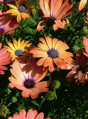 Osteospermum 'Pink Eyed Beauty' (Pink Eyed Beauty African Daisy)