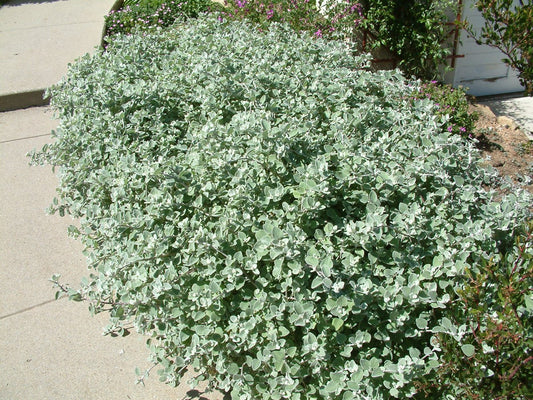 Helichrysum Petiolare ‘Silver Lining’ (Licorice Plant)
