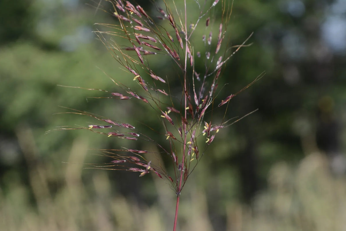 Capillipedium Parviflorum (OzScanthus™)